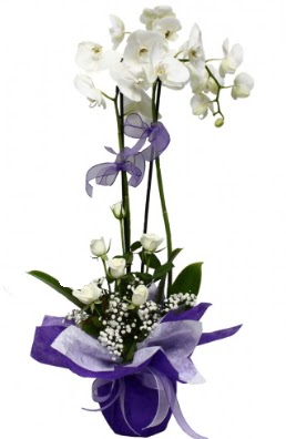 2 dall beyaz orkide 5 adet beyaz gl  Glba iek kaliteli taze ve ucuz iekler 