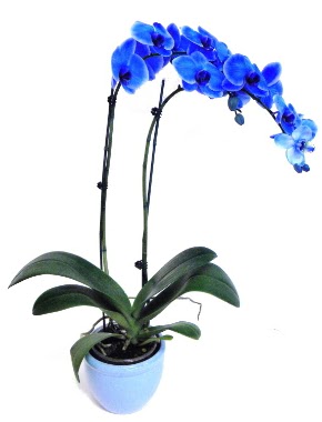 Seramikli 2 dall sper esiz mavi orkide  ieki Glba ieki maazas 