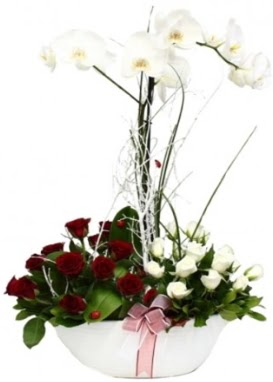 Tek dal beyaz orkide 8 beyaz 8 krmz gl  Ankara Glba hediye sevgilime hediye iek 