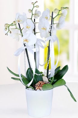 3 dall beyaz orkide  Ankara Glba ieki uluslararas iek gnderme  
