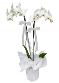 2 dall beyaz orkide  iek siparii Glba iekiler 