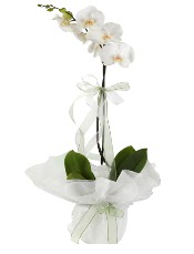 1 dal beyaz orkide iei  Ankara ieki Glba nternetten iek siparii 
