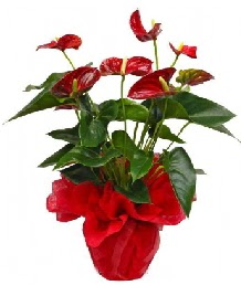 Antorium saks� �i�e�i  G�lba�� �i�ek kaliteli taze ve ucuz �i�ekler 