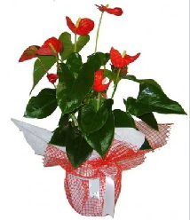 Antoryum saks� i� mekan s�s bitkisi  �i�ek�i G�lba�� �i�ek�i ma�azas� 