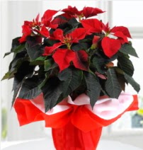 Atat�rk �i�e�i saks� �i�e�i  G�lba�� ankara �i�ek g�nderme sitemiz g�venlidir 