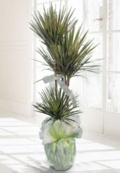 Marginata Tricolor ��l� Saks� bitkisi  Ankara �i�ek�i G�lba�� �nternetten �i�ek sipari�i 