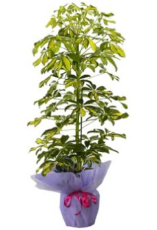 Schefflera Tekli �� mnekan saks� �i�e�i  G�lba�� �i�ek kaliteli taze ve ucuz �i�ekler 