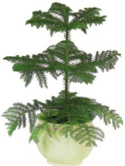 Araucaria Heterophylla i� mekan saks�  G�lba�� �i�ek�iler  �i�ek sipari�i sitesi 