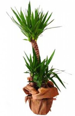 2 li yucca saks� �i�e�i  G�lba�� �i�ek�iler  �i�ek sipari�i sitesi 