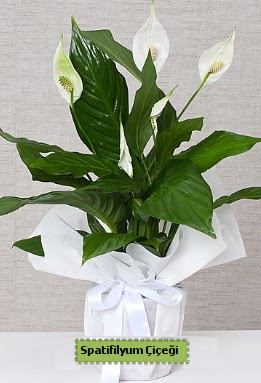 Spatifilyum Orta boy Saks� �i�e�i  G�lba��na �i�ek , �i�ek�i , �i�ek�ilik 
