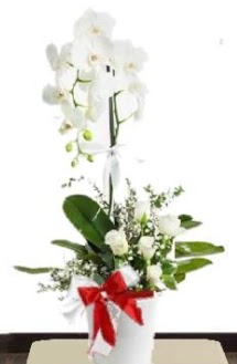 Tek dall beyaz orkide 5 beyaz gl  Glba ieki gvenli kaliteli hzl iek 