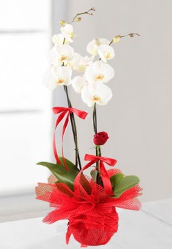 2 dallı beyaz orkide ve 1 adet kırmızı gül  Gölbaşına çiçek , çiçekçi , çiçekçilik  
