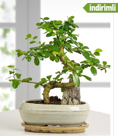 S eklinde ithal gerek bonsai japon aac  Glba iek siparii yurtii ve yurtd iek siparii 