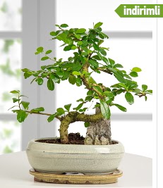 S �eklinde ithal ger�ek bonsai japon a�ac�  G�lba�� �i�ek sipari�i yurti�i ve yurtd��� �i�ek sipari�i 