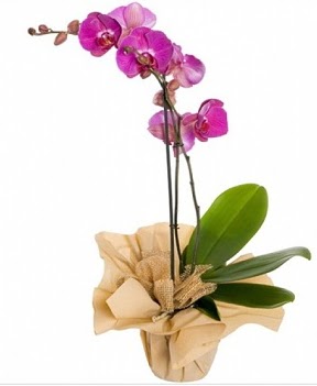 Tek dal mor orkide  Glba iek gnder cicekciler , cicek siparisi 