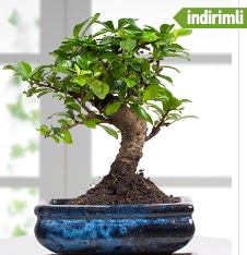 Bonsai japon a�ac�  Ankara G�lba�� hediye sevgilime hediye �i�ek 