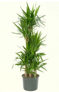 7 li yucca saks� bitkisi  �i�ek�i G�lba�� �i�ek�i ma�azas� 