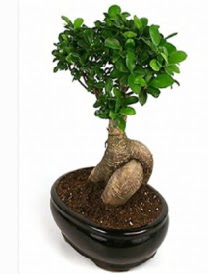 Bonsai saks� bitkisi japon a�ac�  G�lba�� �i�ek�i g�venli kaliteli h�zl� �i�ek 