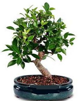 5 ya��nda japon a�ac� bonsai bitkisi  G�lba��na �i�ek , �i�ek�i , �i�ek�ilik 