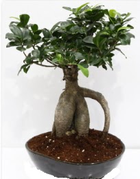 5 ya��nda japon a�ac� bonsai bitkisi  G�lba�� �i�ek sipari�i yurti�i ve yurtd��� �i�ek sipari�i 