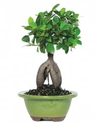 5 ya��nda japon a�ac� bonsai bitkisi  G�lba�� Ankara �i�ek yolla 