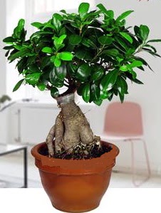 5 yanda japon aac bonsai bitkisi  Glba ankara iek gnderme sitemiz gvenlidir 