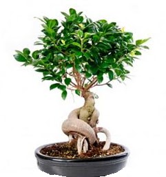 Bonsai Japon a�ac� saks� bitkisi  Ankara G�lba��ndaki �i�ek�iler ankara �i�ek sat��� 