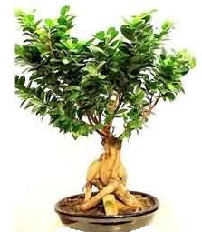 Bonsai Japon a�ac� saks� bitkisi  G�lba�� �i�ek�i g�venli kaliteli h�zl� �i�ek 