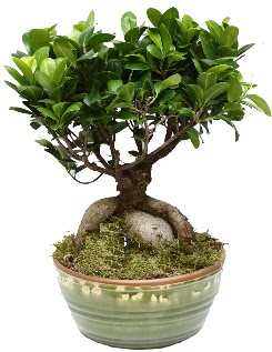 Japon aac bonsai saks bitkisi  Ankaradaki iekiler Glba cicek , cicekci 
