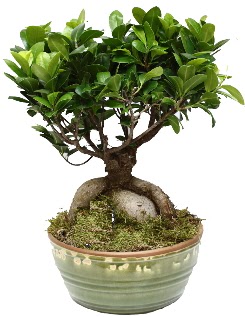 Japon a�ac� bonsai saks� bitkisi  Ankaradaki �i�ek�iler G�lba�� cicek , cicekci 