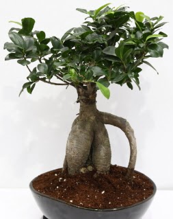 Japon a�ac� bonsai saks� bitkisi  Ankara G�lba�� �i�ek�i uluslararas� �i�ek g�nderme 