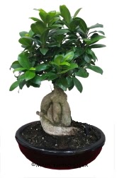 Japon a�ac� bonsai saks� bitkisi  G�lba�� ankara �i�ek servisi , �i�ek�i adresleri 