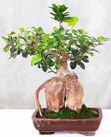 Japon a�ac� bonsai saks� bitkisi  G�lba�� ankara �i�ek servisi , �i�ek�i adresleri 