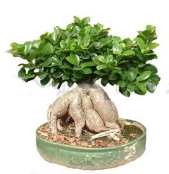 Japon a�ac� bonsai saks� bitkisi  Ankara G�lba�� 14 �ubat sevgililer g�n� �i�ek 
