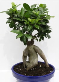 bonsai japon a�ac� saks� �i�e�i  �i�ek�i G�lba�� �i�ek�i ma�azas� 