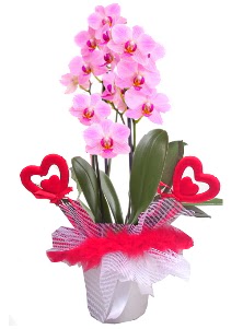 2 dall� mor orkide 2 kalp �ubuk  ankara G�lba�� �i�ek ma�azas� , �i�ek�i adresleri 
