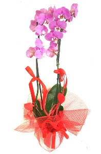 2 dall� mor orkide bitkisi  Ankara G�lba�� hediye sevgilime hediye �i�ek 
