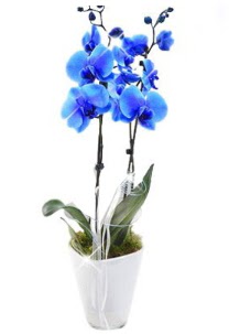 2 dall AILI mavi orkide  Ankara Glba hediye sevgilime hediye iek 
