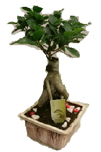 Japon a�ac� bonsai seramik saks�  G�lba�� �i�ek�iler  �i�ek sipari�i sitesi 