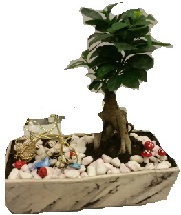 Japon a�ac� bonsai sat���  G�lba��na �i�ek , �i�ek�i , �i�ek�ilik 