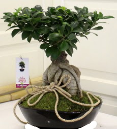 Japon a�ac� bonsai sat���  �i�ek�i G�lba�� �i�ek�i ma�azas� 