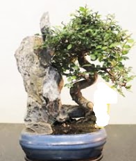 Japon aac bonsai saks bitkisi sat  Glba iek siparii yurtii ve yurtd iek siparii 