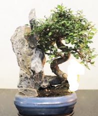 Japon a�ac� bonsai saks� bitkisi sat���  G�lba�� �i�ek sipari�i yurti�i ve yurtd��� �i�ek sipari�i 