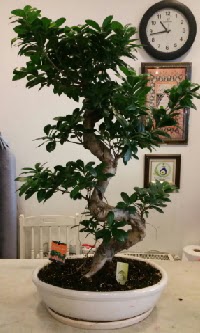 100 cm yksekliinde dev bonsai japon aac  Ankaradaki iekiler Glba cicek , cicekci 