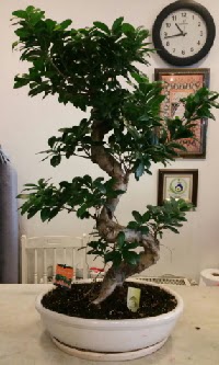 100 cm y�ksekli�inde dev bonsai japon a�ac�  Ankaradaki �i�ek�iler G�lba�� cicek , cicekci 