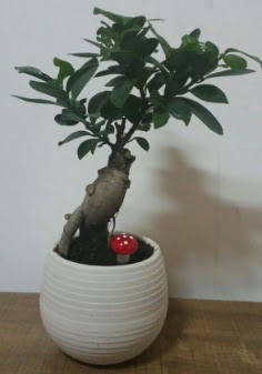 Bonsai japon a�ac� saks� �i�e�i  G�lba�� �i�ek g�nder cicekciler , cicek siparisi 