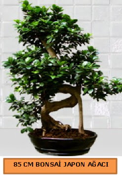 85 CM Japon a�ac� Bonsai saks� bitkisi  G�lba�� ankara �i�ek servisi , �i�ek�i adresleri 