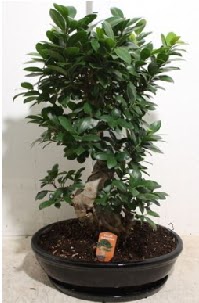 75 CM Ginseng bonsai Japon aac  ankara Glba iek maazas , ieki adresleri 