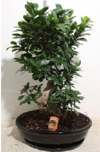 75 CM Ginseng bonsai Japon a�ac�  ankara G�lba�� �i�ek ma�azas� , �i�ek�i adresleri 