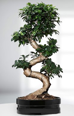 90 CM Japon A�ac� Bonsai saks� �i�e�i  �i�ek sipari�i G�lba�� �i�ek�iler 